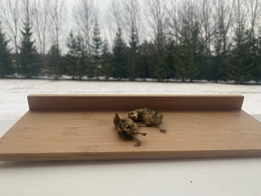 Quail Hatchlings
