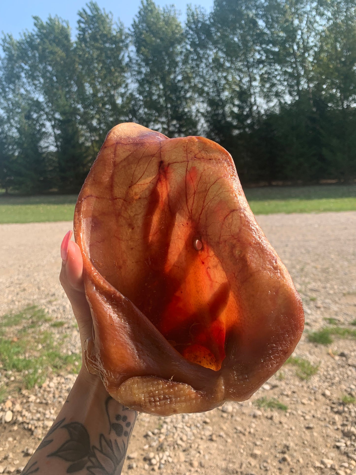 Jumbo Pig Ears