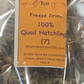 Freeze Dried quail Hatchlings